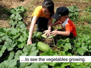 … to see the vegetables growing. 