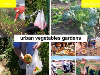 urban vegetables gardens Milano San   Paulo 