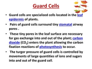 Guard Cells
• Guard cells are specialized cells located in the leaf
epidermis of plants.
• Pairs of guard cells surround tiny stomatal airway
pores .
• These tiny pores in the leaf surface are necessary
for gas exchange into and out of the plant; carbon
dioxide (CO2) enters the plant allowing the carbon
fixation reactions of photosynthesis to occur.
• The turgor pressure of guard cells is controlled by
movements of large quantities of ions and sugars
into and out of the guard cell.
 