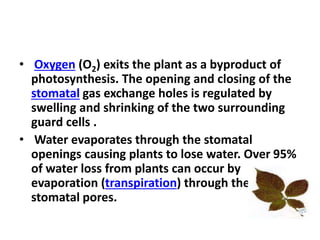 • Oxygen (O2) exits the plant as a byproduct of
photosynthesis. The opening and closing of the
stomatal gas exchange holes is regulated by
swelling and shrinking of the two surrounding
guard cells .
• Water evaporates through the stomatal
openings causing plants to lose water. Over 95%
of water loss from plants can occur by
evaporation (transpiration) through the
stomatal pores.
 