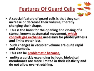 Features Of Guard Cells
• A special feature of guard cells is that they can
increase or decrease their volume, thereby
changing their shape.
• This is the basis for the opening and closing of a
stoma, known as stomatal movement, which
controls gas exchange necessary for photosynthesis
and limits water loss.
• Such changes in vacuolar volume are quite rapid
and dramatic.
• This can be problematic because,
• unlike a quickly expanding balloon, biological
membranes are more limited in their elasticity and
do not allow over-stretching.
 