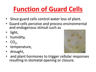 Function of Guard Cells
• Since guard cells control water loss of plant.
• Guard cells perceive and process environmental
and endogenous stimuli such as
• light,
• humidity,
• CO2,
• temperature,
• drought,
• and plant hormones to trigger cellular responses
resulting in stomatal opening or closure.
 