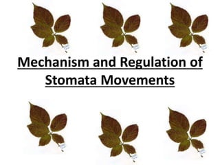 Mechanism and Regulation of
Stomata Movements
 
