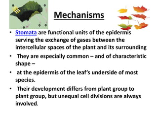 Mechanisms
• Stomata are functional units of the epidermis
serving the exchange of gases between the
intercellular spaces of the plant and its surrounding
• They are especially common – and of characteristic
shape –
• at the epidermis of the leaf’s underside of most
species.
• Their development differs from plant group to
plant group, but unequal cell divisions are always
involved.
 