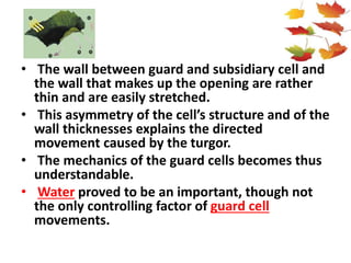 • The wall between guard and subsidiary cell and
the wall that makes up the opening are rather
thin and are easily stretched.
• This asymmetry of the cell’s structure and of the
wall thicknesses explains the directed
movement caused by the turgor.
• The mechanics of the guard cells becomes thus
understandable.
• Water proved to be an important, though not
the only controlling factor of guard cell
movements.
 