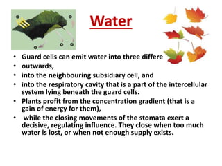 Water
• Guard cells can emit water into three different directions:
• outwards,
• into the neighbouring subsidiary cell, and
• into the respiratory cavity that is a part of the intercellular
system lying beneath the guard cells.
• Plants profit from the concentration gradient (that is a
gain of energy for them),
• while the closing movements of the stomata exert a
decisive, regulating influence. They close when too much
water is lost, or when not enough supply exists.
 