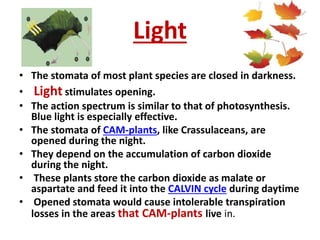Light
• The stomata of most plant species are closed in darkness.
• Light stimulates opening.
• The action spectrum is similar to that of photosynthesis.
Blue light is especially effective.
• The stomata of CAM-plants, like Crassulaceans, are
opened during the night.
• They depend on the accumulation of carbon dioxide
during the night.
• These plants store the carbon dioxide as malate or
aspartate and feed it into the CALVIN cycle during daytime
• Opened stomata would cause intolerable transpiration
losses in the areas that CAM-plants live in.
 