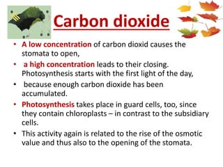 Carbon dioxide
• A low concentration of carbon dioxid causes the
stomata to open,
• a high concentration leads to their closing.
Photosynthesis starts with the first light of the day,
• because enough carbon dioxide has been
accumulated.
• Photosynthesis takes place in guard cells, too, since
they contain chloroplasts – in contrast to the subsidiary
cells.
• This activity again is related to the rise of the osmotic
value and thus also to the opening of the stomata.
 