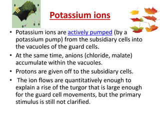 Potassium ions
• Potassium ions are actively pumped (by a
potassium pump) from the subsidiary cells into
the vacuoles of the guard cells.
• At the same time, anions (chloride, malate)
accumulate within the vacuoles.
• Protons are given off to the subsidiary cells.
• The ion flows are quantitatively enough to
explain a rise of the turgor that is large enough
for the guard cell movements, but the primary
stimulus is still not clarified.
 