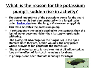 What is the reason for the potassium
pump’s sudden rise in activity?
• The actual importance of the potassium pump for the guard
cell movement is best demonstrated with a fungal toxin
called Fusicoccin (from the fungus Fusicoccum amygdali).
• This toxin activates the potassium pump.
• If consequently the toxin is applied to the stomata, then the
loss of water becomes higher than its supply resulting in
withering.
• The biological advantage for the fungus lies in the open
stomata since they are, beside wounds, the only places
where its hyphes can penetrate the leaf tissue.
• The total water balance is hardly or not at all influenced, as
long as the effect of Fusicoccin remains a local one.
• In principle, one open stomata is enough for a hype.
 