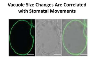 Vacuole Size Changes Are Correlated
with Stomatal Movements
 