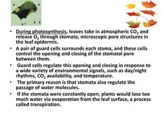 • During photosynthesis, leaves take in atmospheric CO2 and
release O2 through stomata, microscopic pore structures in
the leaf epidermis.
• A pair of guard cells surrounds each stoma, and these cells
control the opening and closing of the stomatal pore
between them.
• Guard cells regulate this opening and closing in response to
a wide variety of environmental signals, such as day/night
rhythms, CO2 availability, and temperature.
• The primary reason is that stomata also regulate the
passage of water molecules.
• If the stomata were constantly open, plants would lose too
much water via evaporation from the leaf surface, a process
called transpiration.
 