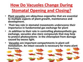 How Do Vacuoles Change During
Stomatal Opening and Closing?
• Plant vacuoles are ubiquitous organelles that are essential
to multiple aspects of plant growth, maintenance and
development.
• Their key role in stomatal movements underscores their
importance in fundamental gas exchange for plant
• .In addition to their role in controlling photosynthetic gas
exchange, vacuoles also store compounds that may help
to protect photosystems in the chloroplast from damage
caused by excess light.
• Vacuoles are important compartments in plant cell
metabolism. An intact vacuole is necessary for many plant
functions.
 