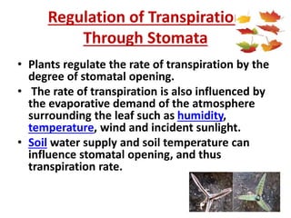 Regulation of Transpiration
Through Stomata
• Plants regulate the rate of transpiration by the
degree of stomatal opening.
• The rate of transpiration is also influenced by
the evaporative demand of the atmosphere
surrounding the leaf such as humidity,
temperature, wind and incident sunlight.
• Soil water supply and soil temperature can
influence stomatal opening, and thus
transpiration rate.
 