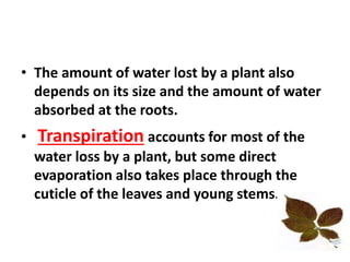 • The amount of water lost by a plant also
depends on its size and the amount of water
absorbed at the roots.
• Transpiration accounts for most of the
water loss by a plant, but some direct
evaporation also takes place through the
cuticle of the leaves and young stems.
 