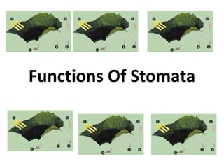 Functions Of Stomata
 