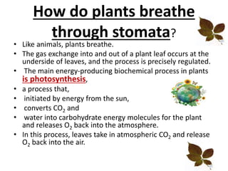 How do plants breathe
through stomata?
• Like animals, plants breathe.
• The gas exchange into and out of a plant leaf occurs at the
underside of leaves, and the process is precisely regulated.
• The main energy-producing biochemical process in plants
is photosynthesis,
• a process that,
• initiated by energy from the sun,
• converts CO2 and
• water into carbohydrate energy molecules for the plant
and releases O2 back into the atmosphere.
• In this process, leaves take in atmospheric CO2 and release
O2 back into the air.
 