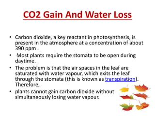 CO2 Gain And Water Loss
• Carbon dioxide, a key reactant in photosynthesis, is
present in the atmosphere at a concentration of about
390 ppm .
• Most plants require the stomata to be open during
daytime.
• The problem is that the air spaces in the leaf are
saturated with water vapour, which exits the leaf
through the stomata (this is known as transpiration).
Therefore,
• plants cannot gain carbon dioxide without
simultaneously losing water vapour.
 