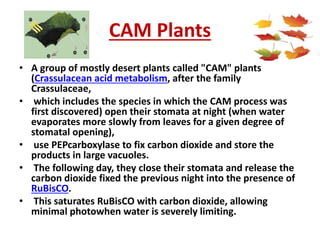 CAM Plants
• A group of mostly desert plants called "CAM" plants
(Crassulacean acid metabolism, after the family
Crassulaceae,
• which includes the species in which the CAM process was
first discovered) open their stomata at night (when water
evaporates more slowly from leaves for a given degree of
stomatal opening),
• use PEPcarboxylase to fix carbon dioxide and store the
products in large vacuoles.
• The following day, they close their stomata and release the
carbon dioxide fixed the previous night into the presence of
RuBisCO.
• This saturates RuBisCO with carbon dioxide, allowing
minimal photowhen water is severely limiting.
 
