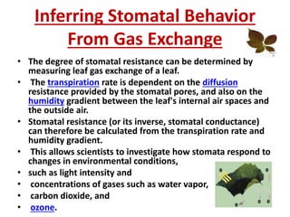 Inferring Stomatal Behavior
From Gas Exchange
• The degree of stomatal resistance can be determined by
measuring leaf gas exchange of a leaf.
• The transpiration rate is dependent on the diffusion
resistance provided by the stomatal pores, and also on the
humidity gradient between the leaf's internal air spaces and
the outside air.
• Stomatal resistance (or its inverse, stomatal conductance)
can therefore be calculated from the transpiration rate and
humidity gradient.
• This allows scientists to investigate how stomata respond to
changes in environmental conditions,
• such as light intensity and
• concentrations of gases such as water vapor,
• carbon dioxide, and
• ozone.
 