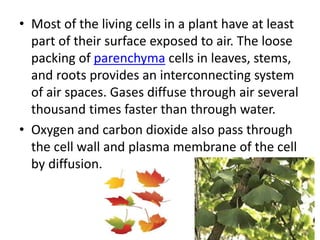 • Most of the living cells in a plant have at least
part of their surface exposed to air. The loose
packing of parenchyma cells in leaves, stems,
and roots provides an interconnecting system
of air spaces. Gases diffuse through air several
thousand times faster than through water.
• Oxygen and carbon dioxide also pass through
the cell wall and plasma membrane of the cell
by diffusion.
 