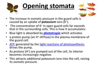Opening stomata
• The increase in osmotic pressure in the guard cells is
caused by an uptake of potassium ions (K+).
• The concentration of K+ in open guard cells far exceeds
that in the surrounding cells. This is how it accumulates:
• Blue light is absorbed by phototropin which activates
• a proton pump (an H+-ATPase) in the plasma membrane of
the guard cell.
• ATP, generated by the light reactions of photosynthesis,
drives the pump.
• As protons (H+) are pumped out of the cell, its interior
becomes increasingly negative.
• This attracts additional potassium ions into the cell, raising
its osmotic pressure.
 