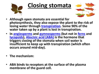 Closing stomata
• Although open stomata are essential for
photosynthesis, they also expose the plant to the risk of
losing water through transpiration. Some 90% of the
water taken up by a plant is lost in transpiration.
• In angiosperms and gymnosperms (but not in ferns and
lycopsids), Abscisic acid (ABA) is the hormone that
triggers closing of the stomata when soil water is
insufficient to keep up with transpiration (which often
occurs around mid-day).
• The mechanism:
• ABA binds to receptors at the surface of the plasma
membrane of the guard cell.
 