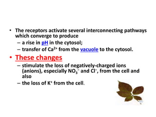 • The receptors activate several interconnecting pathways
which converge to produce
– a rise in pH in the cytosol;
– transfer of Ca2+ from the vacuole to the cytosol.
• These changes
– stimulate the loss of negatively-charged ions
(anions), especially NO3
− and Cl−, from the cell and
also
– the loss of K+ from the cell.
 
