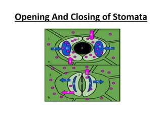 Opening And Closing of Stomata
 