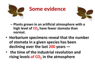 Some evidence
– Plants grown in an artificial atmosphere with a
high level of CO2 have fewer stomata than
normal.
• Herbarium specimens reveal that the number
of stomata in a given species has been
declining over the last 200 years —
• the time of the industrial revolution and
rising levels of CO2 in the atmosphere
 