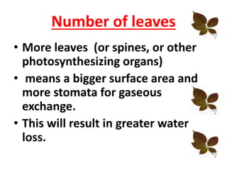 Number of leaves
• More leaves (or spines, or other
photosynthesizing organs)
• means a bigger surface area and
more stomata for gaseous
exchange.
• This will result in greater water
loss.
 