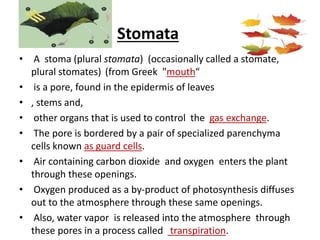 Stomata
• A stoma (plural stomata) (occasionally called a stomate,
plural stomates) (from Greek "mouth“
• is a pore, found in the epidermis of leaves
• , stems and,
• other organs that is used to control the gas exchange.
• The pore is bordered by a pair of specialized parenchyma
cells known as guard cells.
• Air containing carbon dioxide and oxygen enters the plant
through these openings.
• Oxygen produced as a by-product of photosynthesis diffuses
out to the atmosphere through these same openings.
• Also, water vapor is released into the atmosphere through
these pores in a process called transpiration.
 