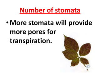 Number of stomata
•More stomata will provide
more pores for
transpiration.
 