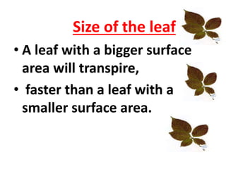 Size of the leaf
• A leaf with a bigger surface
area will transpire,
• faster than a leaf with a
smaller surface area.
 