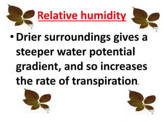 Relative humidity
•Drier surroundings gives a
steeper water potential
gradient, and so increases
the rate of transpiration.
 