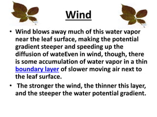 Wind
• Wind blows away much of this water vapor
near the leaf surface, making the potential
gradient steeper and speeding up the
diffusion of wateEven in wind, though, there
is some accumulation of water vapor in a thin
boundary layer of slower moving air next to
the leaf surface.
• The stronger the wind, the thinner this layer,
and the steeper the water potential gradient.
 