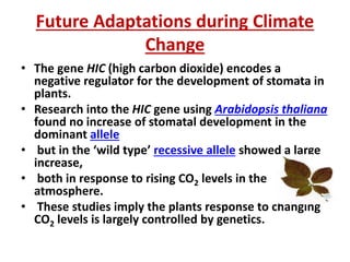 Future Adaptations during Climate
Change
• The gene HIC (high carbon dioxide) encodes a
negative regulator for the development of stomata in
plants.
• Research into the HIC gene using Arabidopsis thaliana
found no increase of stomatal development in the
dominant allele
• but in the ‘wild type’ recessive allele showed a large
increase,
• both in response to rising CO2 levels in the
atmosphere.
• These studies imply the plants response to changing
CO2 levels is largely controlled by genetics.
 