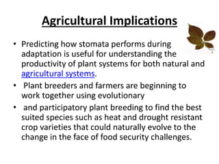 Agricultural Implications
• Predicting how stomata performs during
adaptation is useful for understanding the
productivity of plant systems for both natural and
agricultural systems.
• Plant breeders and farmers are beginning to
work together using evolutionary
• and participatory plant breeding to find the best
suited species such as heat and drought resistant
crop varieties that could naturally evolve to the
change in the face of food security challenges.
 