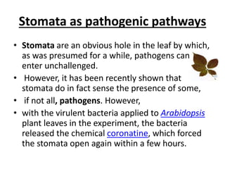 Stomata as pathogenic pathways
• Stomata are an obvious hole in the leaf by which,
as was presumed for a while, pathogens can
enter unchallenged.
• However, it has been recently shown that
stomata do in fact sense the presence of some,
• if not all, pathogens. However,
• with the virulent bacteria applied to Arabidopsis
plant leaves in the experiment, the bacteria
released the chemical coronatine, which forced
the stomata open again within a few hours.
 