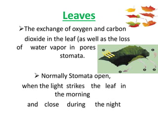 Leaves
The exchange of oxygen and carbon
dioxide in the leaf (as well as the loss
of water vapor in pores called the
stomata.
 Normally Stomata open,
when the light strikes the leaf in
the morning
and close during the night
 