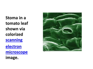 Stoma in a
tomato leaf
shown via
colorized
scanning
electron
microscope
image.
 