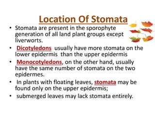 Location Of Stomata
• Stomata are present in the sporophyte
generation of all land plant groups except
liverworts.
• Dicotyledons usually have more stomata on the
lower epidermis than the upper epidermis
• Monocotyledons, on the other hand, usually
have the same number of stomata on the two
epidermes.
• In plants with floating leaves, stomata may be
found only on the upper epidermis;
• submerged leaves may lack stomata entirely.
 