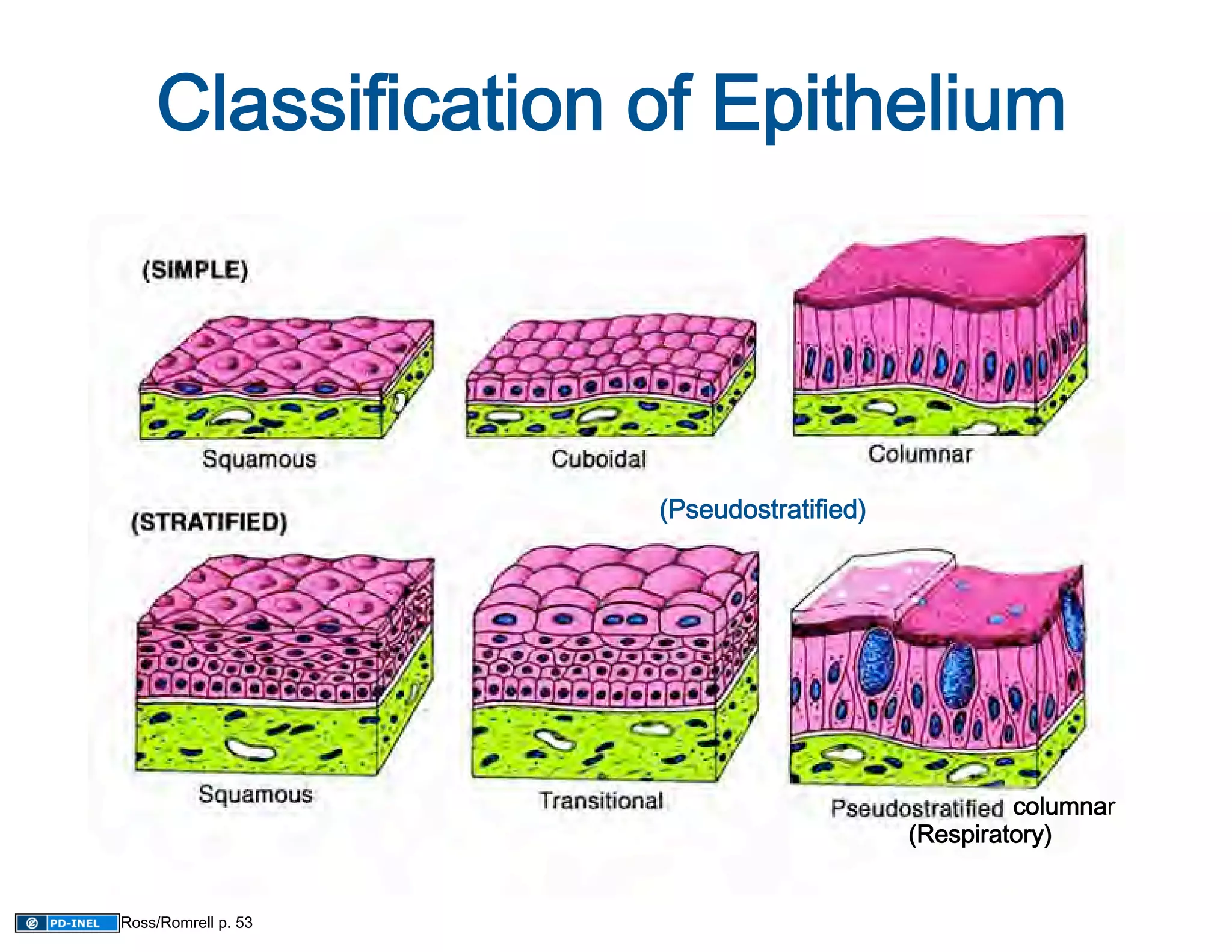 Classification of Epithelium 




                     (Pseudostratified)
                                       




                                                   columnar
                                                           
                                          (Respiratory)
                                                       


Ross/Romrell p. 53
 
