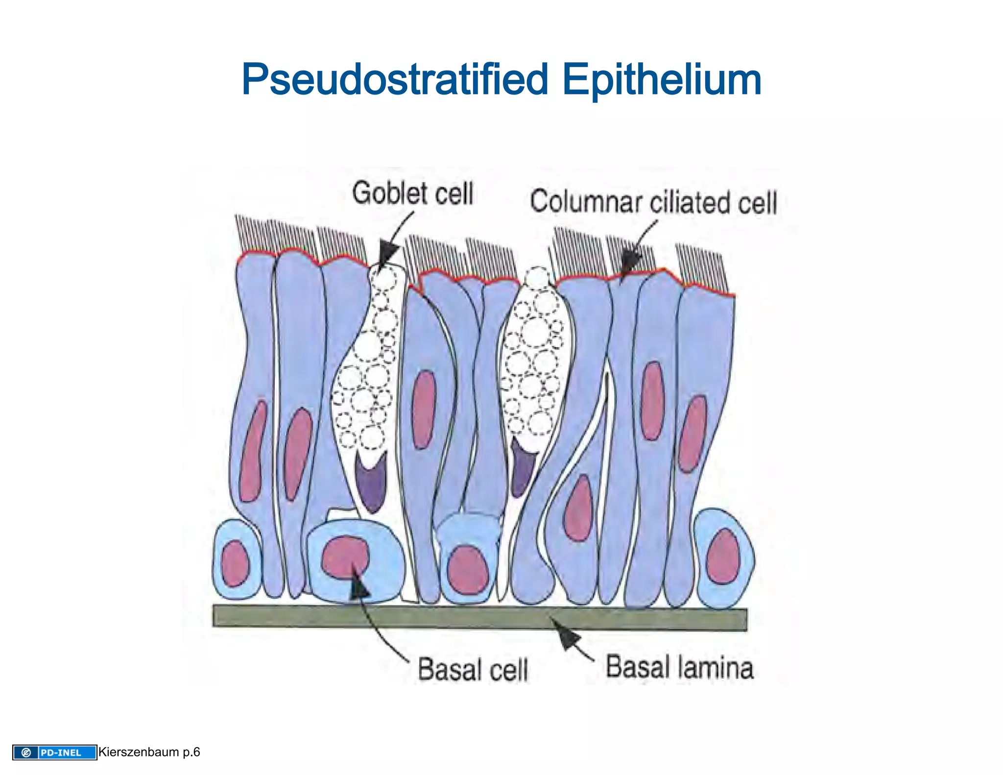 Pseudostratified Epithelium 




Kierszenbaum p.6
 