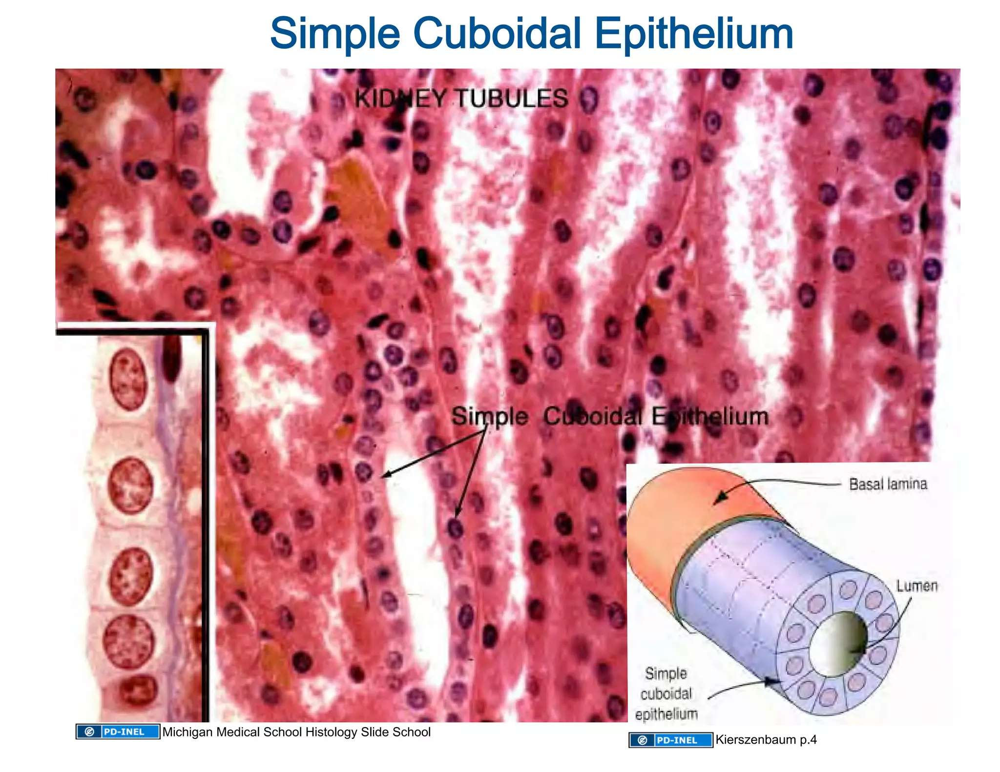 Simple Cuboidal Epithelium 




Michigan Medical School Histology Slide School
                                                 Kierszenbaum p.4
 