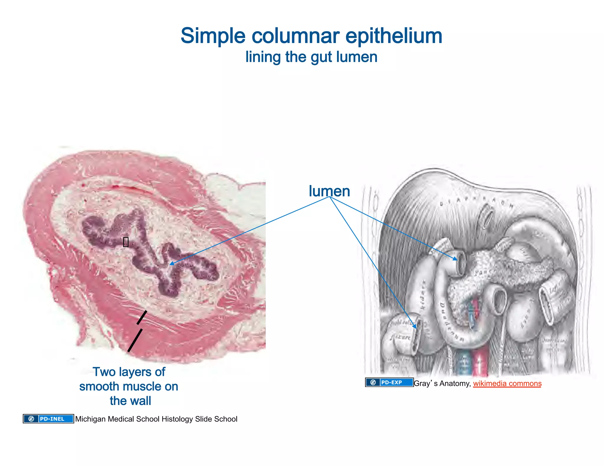 Simple columnar epithelium  
                                                       
                                   lining the gut lumen




                                                 lumen 




   Two layers of 
 smooth muscle on                                         Gray s Anatomy, wikimedia commons

     the wall
             
Michigan Medical School Histology Slide School
 