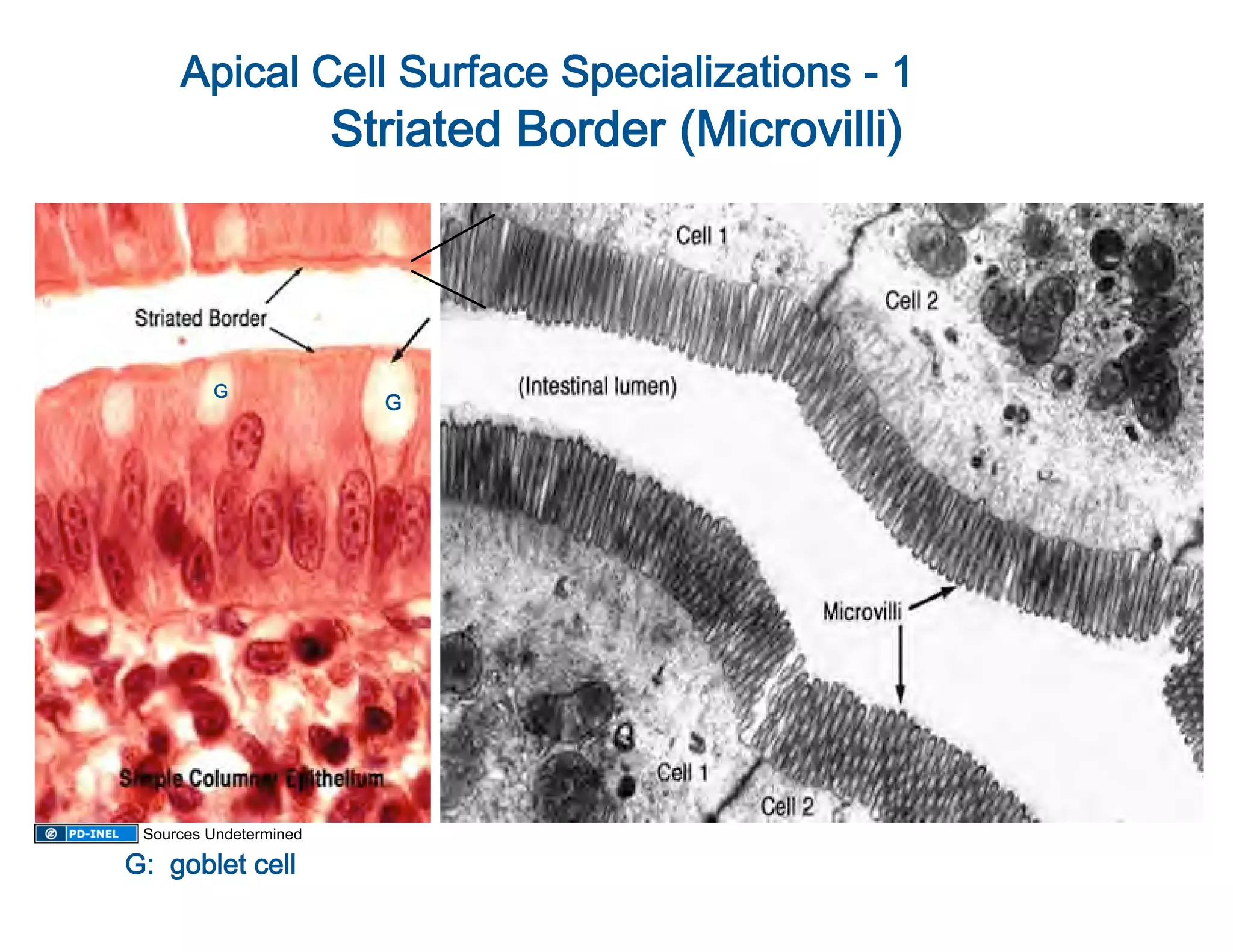 Apical Cell Surface Specializations - 1          
                        Striated Border (Microvilli)
                                                    




         G 
                          G




 Sources Undetermined

G:  goblet cell
               
 