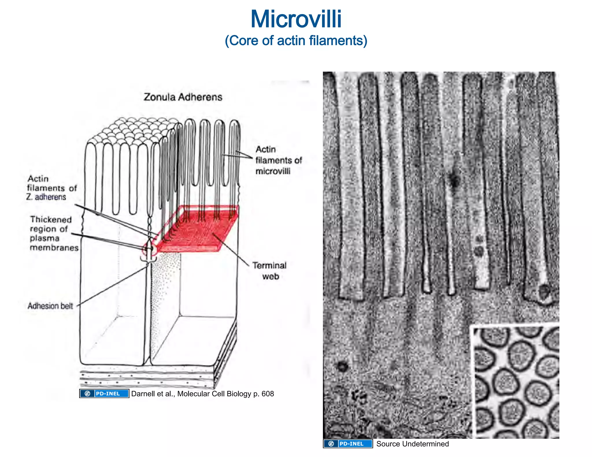 Microvilli
                                               
                             (Core of actin filaments)
                                                      




Darnell et al., Molecular Cell Biology p. 608




                                                         Source Undetermined
 
