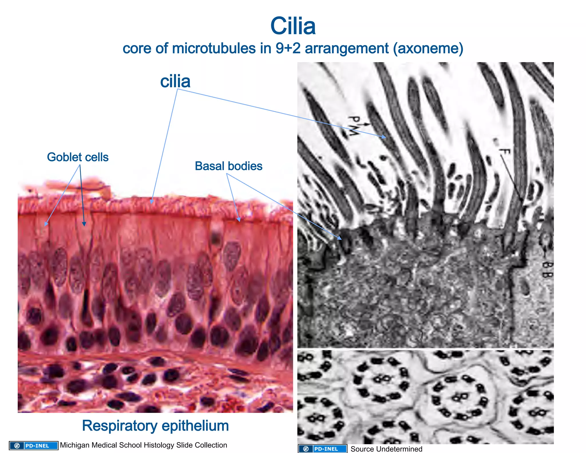Cilia 
                    core of microtubules in 9+2 arrangement (axoneme)
                                                                     

                               cilia 



Goblet cells
            
                                          Basal bodies
                                                      




        Respiratory epithelium 
  Michigan Medical School Histology Slide Collection
                                                                  Source Undetermined
 