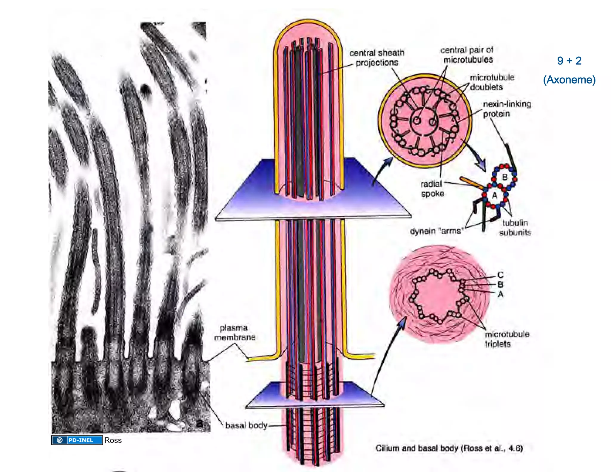 9 + 2 
       (Axoneme)
                




Ross
 